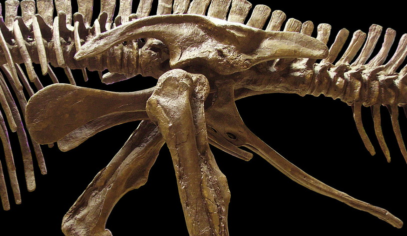 Кости динозавра, скелет