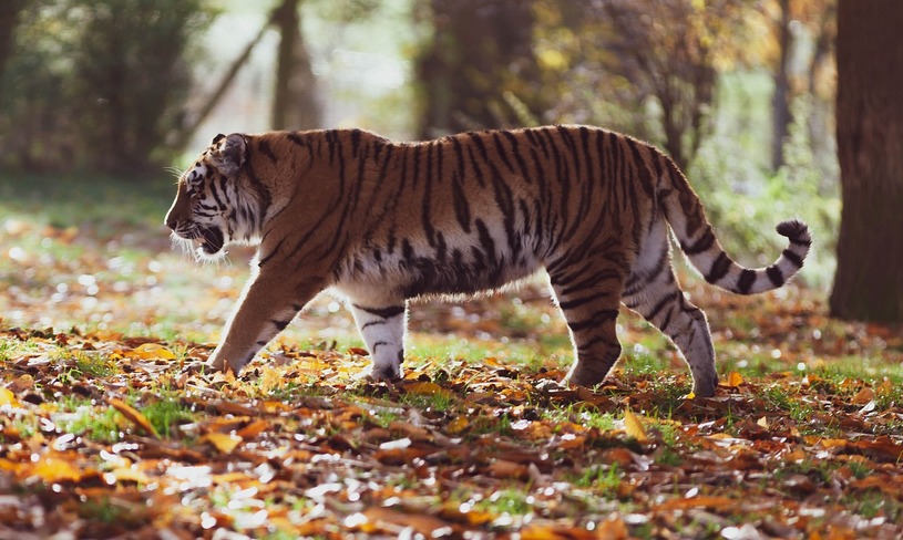 Амурский тигр идет в лесу