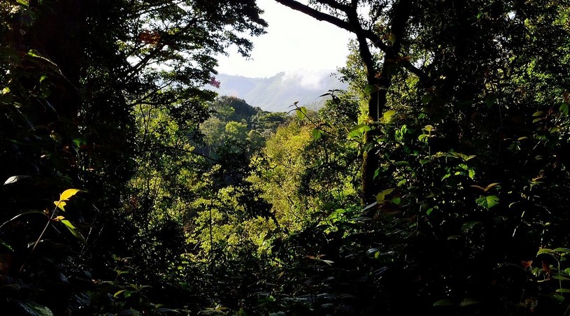 Влажный экваториальный лес в Африке - гилеи