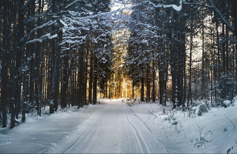 Зимний лес, Австрия, климат